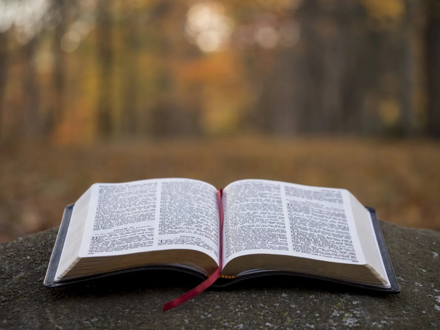 Renewing Your Mind with God’s Word Every Day